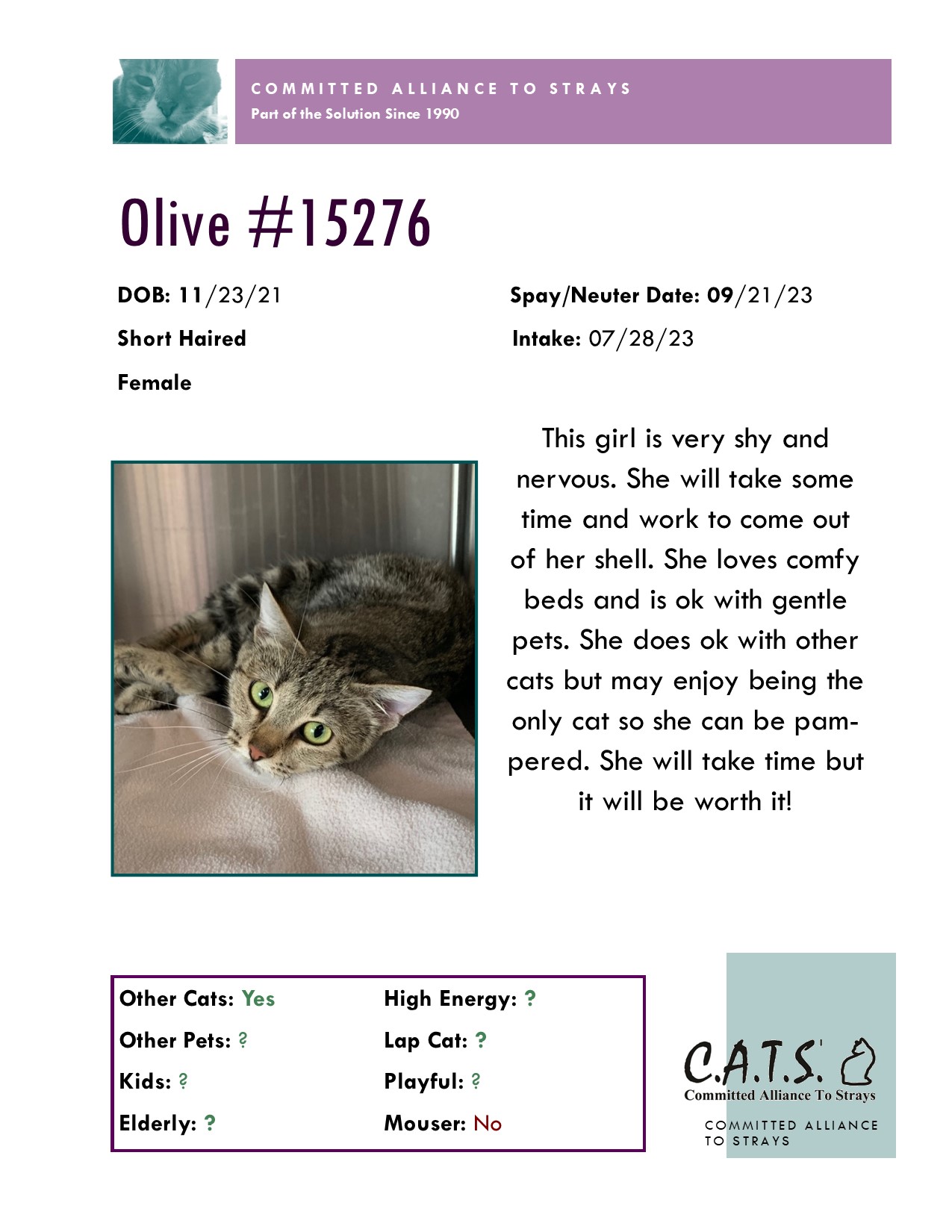 Meet Our Adoptable Cats!